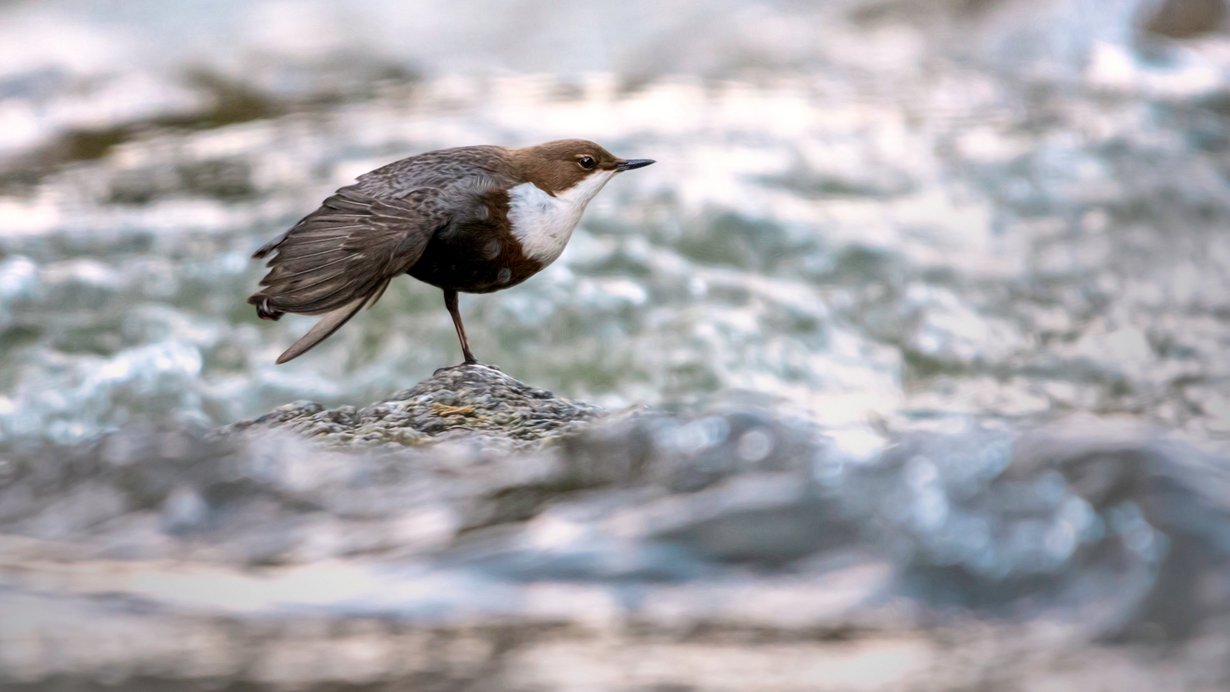 Eine Wasseramsel streckt sich
