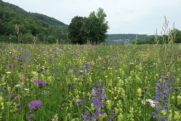 Als Spenderfläche geeignete artenreiche FFH-Mähwiese Wiese mit vielen gelben, violetten und weißen Blüten