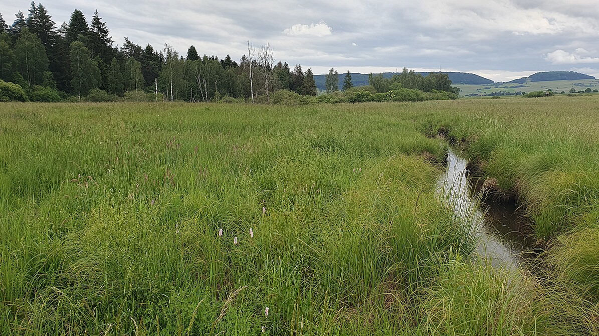 Grüne Wiese Birkenried-Mittelmess mit Bächle