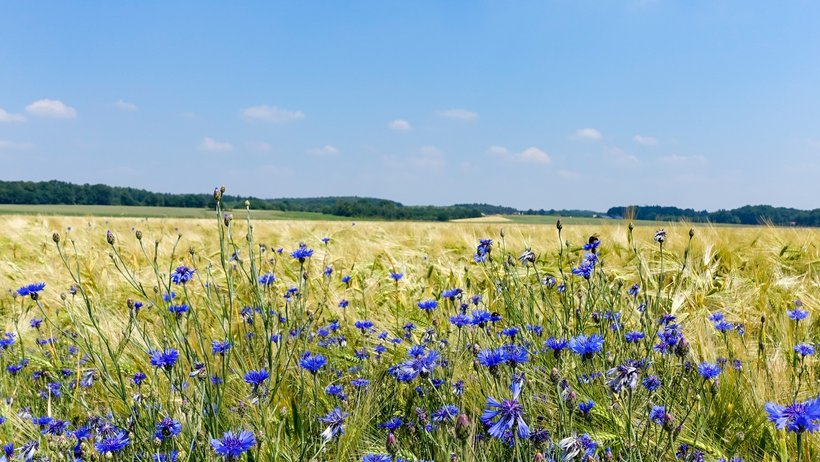 Kornblumen im Weizenfeld