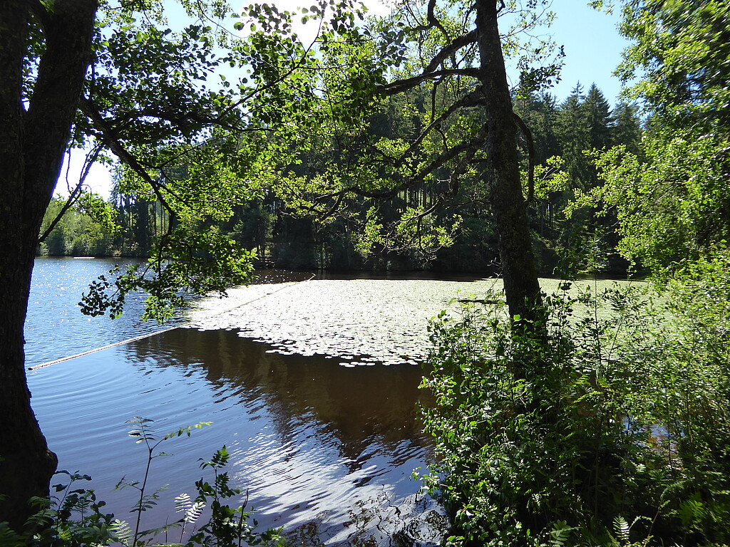 Blick auf den Schlüchtsee mit Schwimmblatt-Vegetation