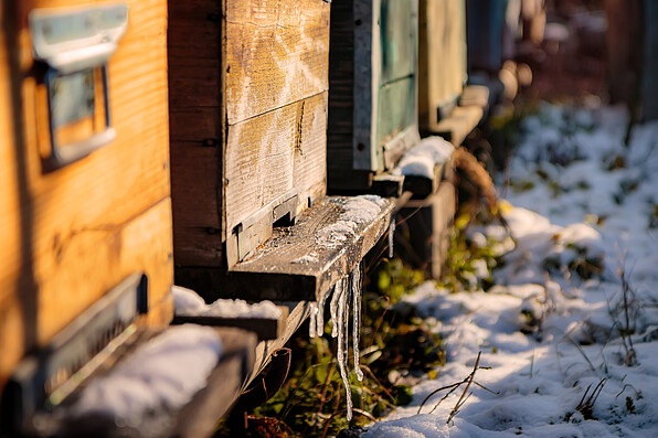 Bienenstöcke stehen in einer Reihe, davor liegt Schnee 