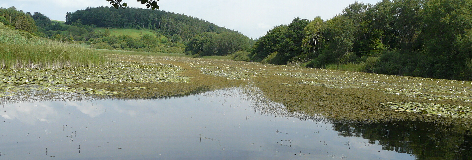 Seerosen auf einem Weiher und Blick auf das Naturschutzgebiet Hagstaffelweiher