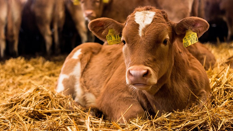 Ein geflecktes Kalb liegt im Stroh, im Hintergrund sieht man Kühe