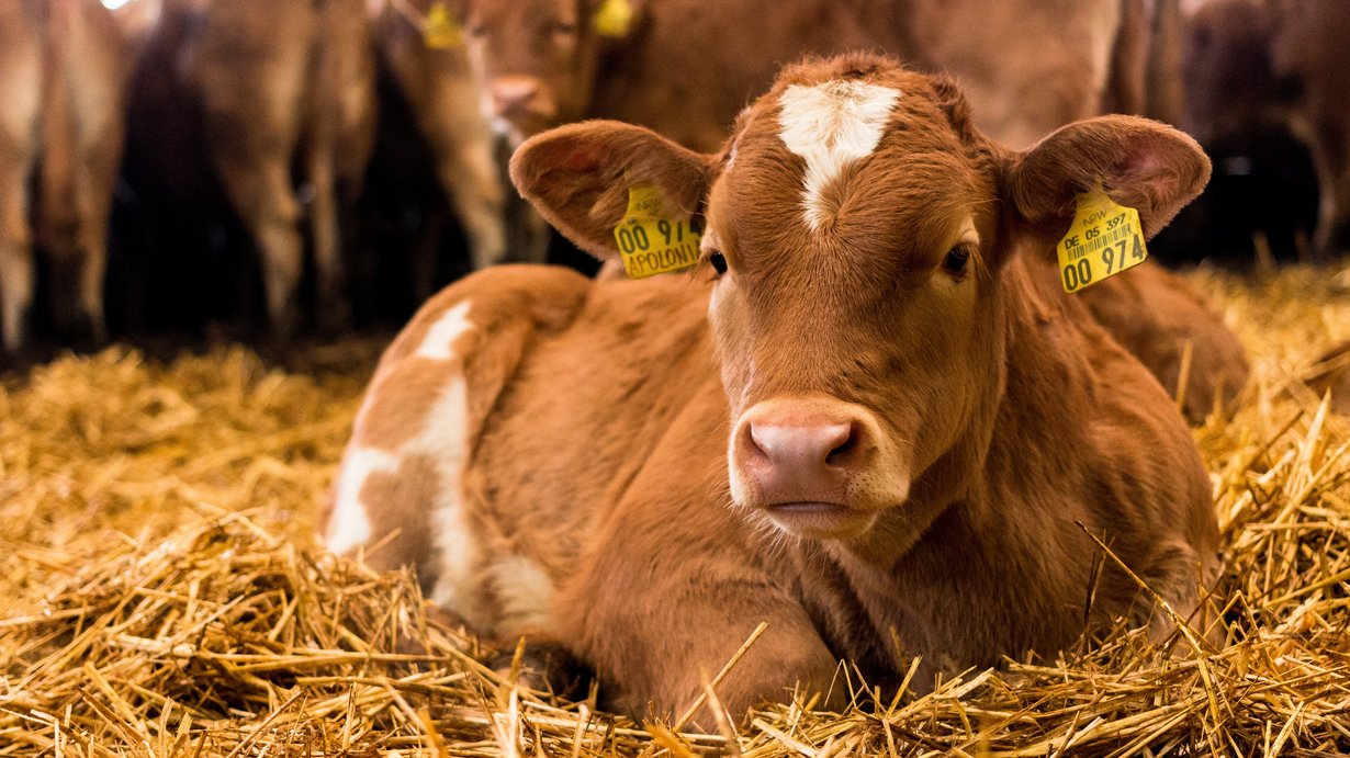 Ein geflecktes Kalb liegt im Stroh, im Hintergrund sieht man Kühe