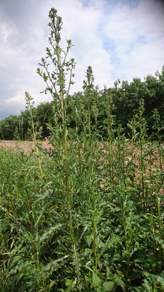 Ackerkratzdisteln am Wegesrand