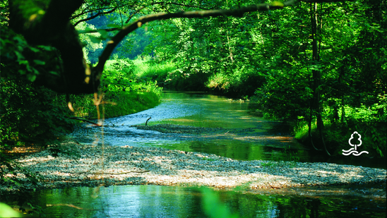 Blick auf einen Bach im Wald