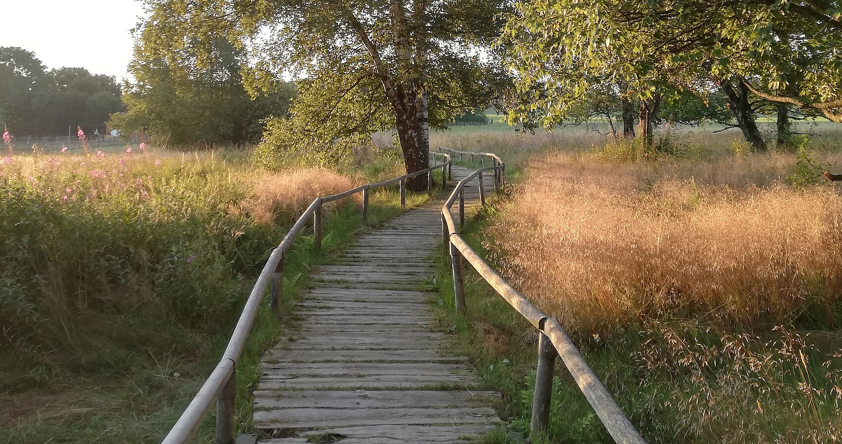 Bohlenweg im Naturschutzgebiet Schopflocher Moor