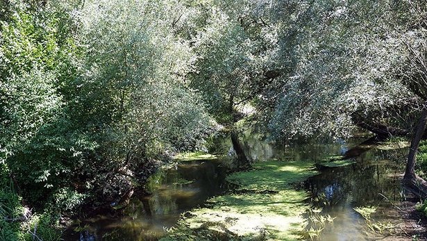 Überfluteter Auenwald mit auetypischer Flora. 