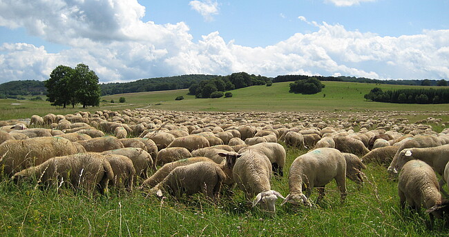 Schafe im Biosphaerengebiet Schwaebische Alb