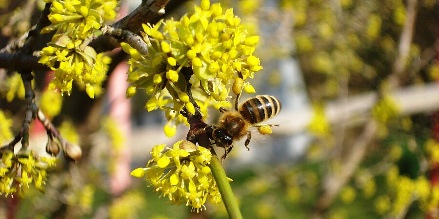 Biene an Frühjahrsblüher