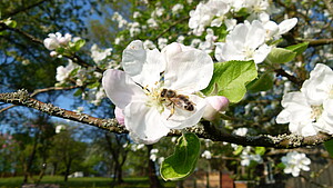 Bild zeigt Biene in einer Apfelblüte