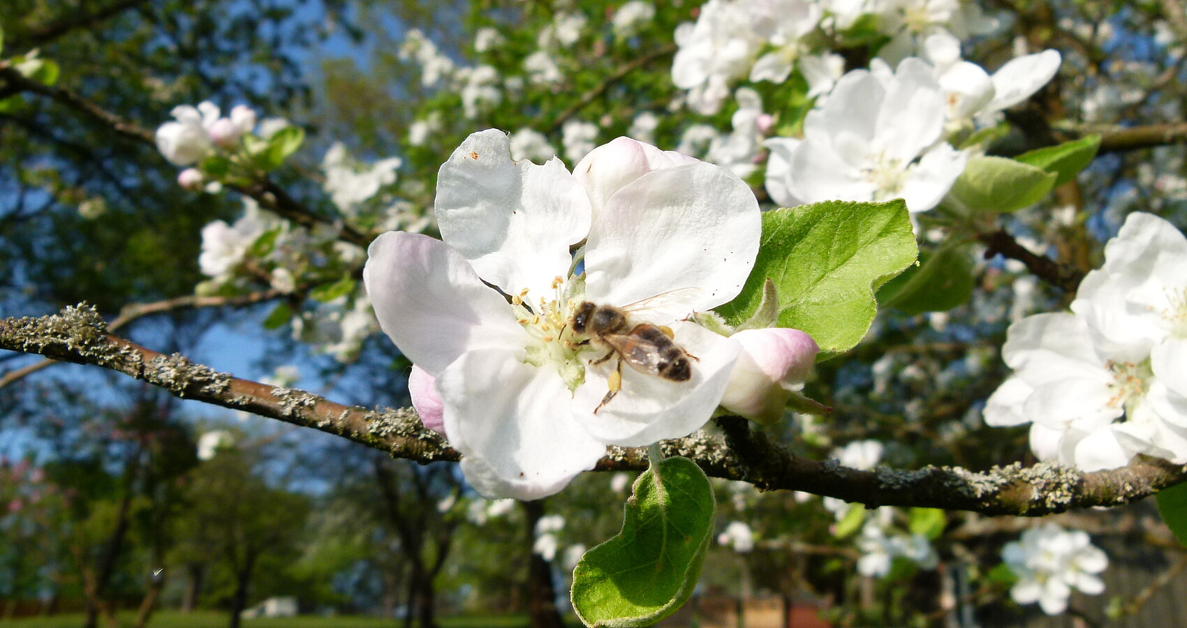 Bild zeigt Biene in einer Apfelblüte