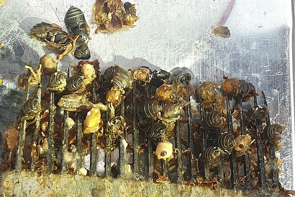 Abgestorbene Brut mit vielen Milben - mit Hilfe der Entdeckelungsgabel sichtbar gemacht