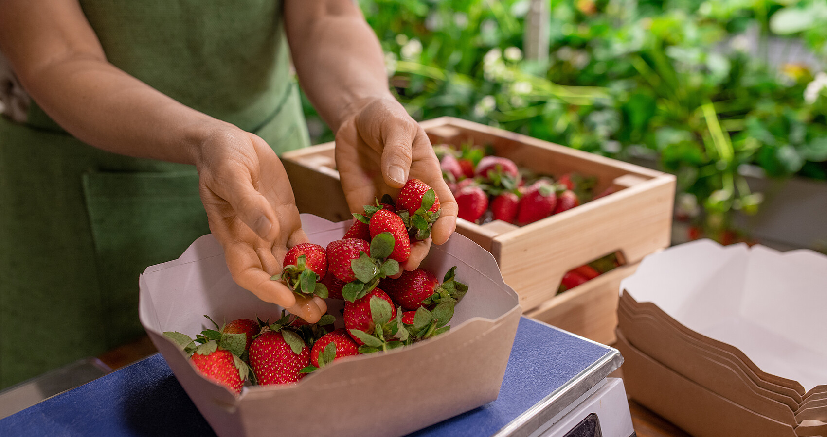 Häne haten Erdbeeren und füllen diese in eine Schale, die auf einer Waage steht. 