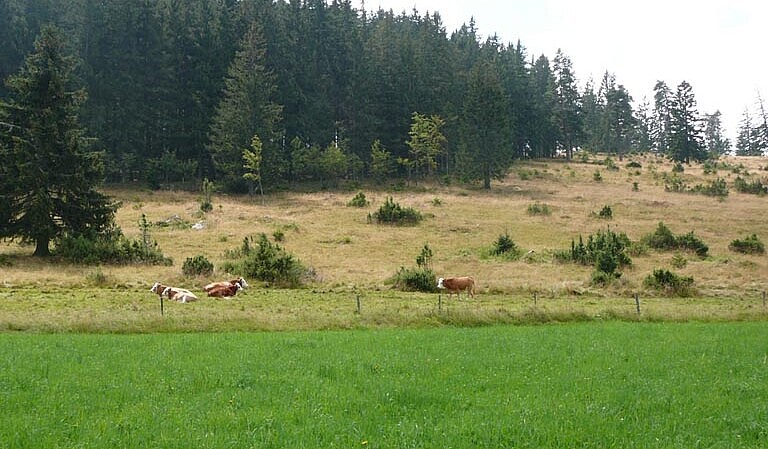 Kühe auf der Wiese im Blasiwald