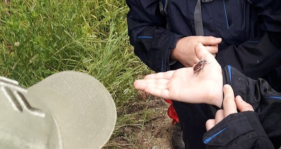 Ein Junge betrachtet einen Käfer, der auf der Hand eines Erwachsenen krabbelt