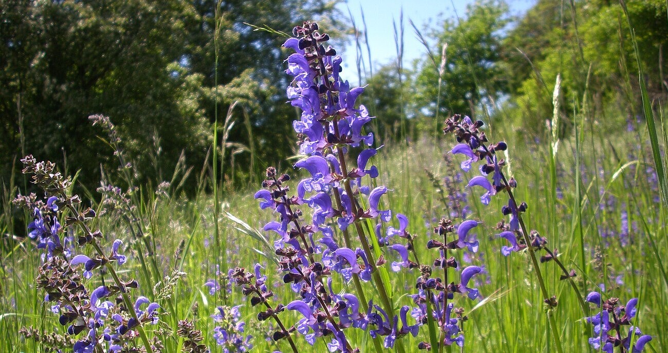 Auf diesem Bild sehen Sie im Naturschutzgebiet „Dießener Tal und Seitentäler“ mit Wiesen-Salbei.