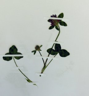 Getrockneter Wiesen-Klee, mit dünnen Papierstreifen auf ein Herbar-Blatt geklebt.