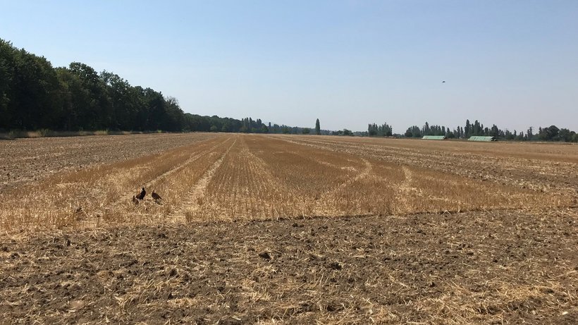eine Stoppelbrache; Man blickt auf ein abgeerntetes Getreidefeld, auf dem die restlichen Getreidehalme stehen geblieben sind.