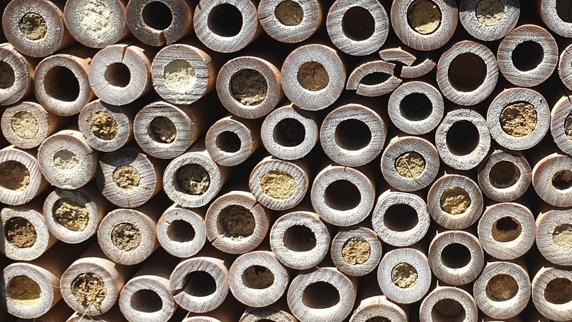 Blick auf eine so genannte Wildbienen-Nisthilfe bestehend aus gebündelten Halmen, in die die Wildbienen ihre Eier ablegen