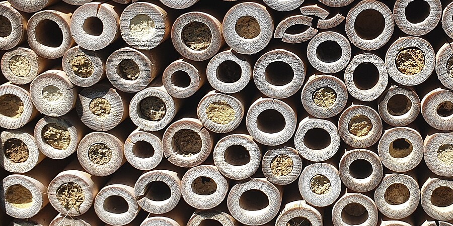 Blick auf eine so genannte Wildbienen-Nisthilfe bestehend aus gebündelten Halmen, in die die Wildbienen ihre Eier ablegen