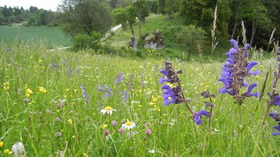 Eine bunte Blumenwiese