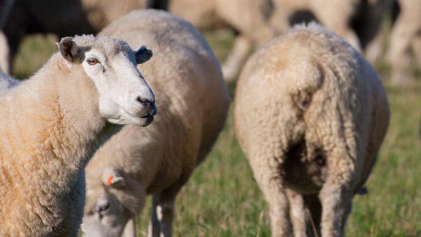 Schafherde auf grüner Weide Panorama