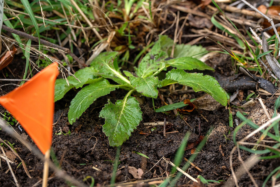 Auf der Schwäbischen Alb wurden die in der Wilhelma und im Botanischen Garten Tübingen herangezogenen Exemplare ausgepflanzt