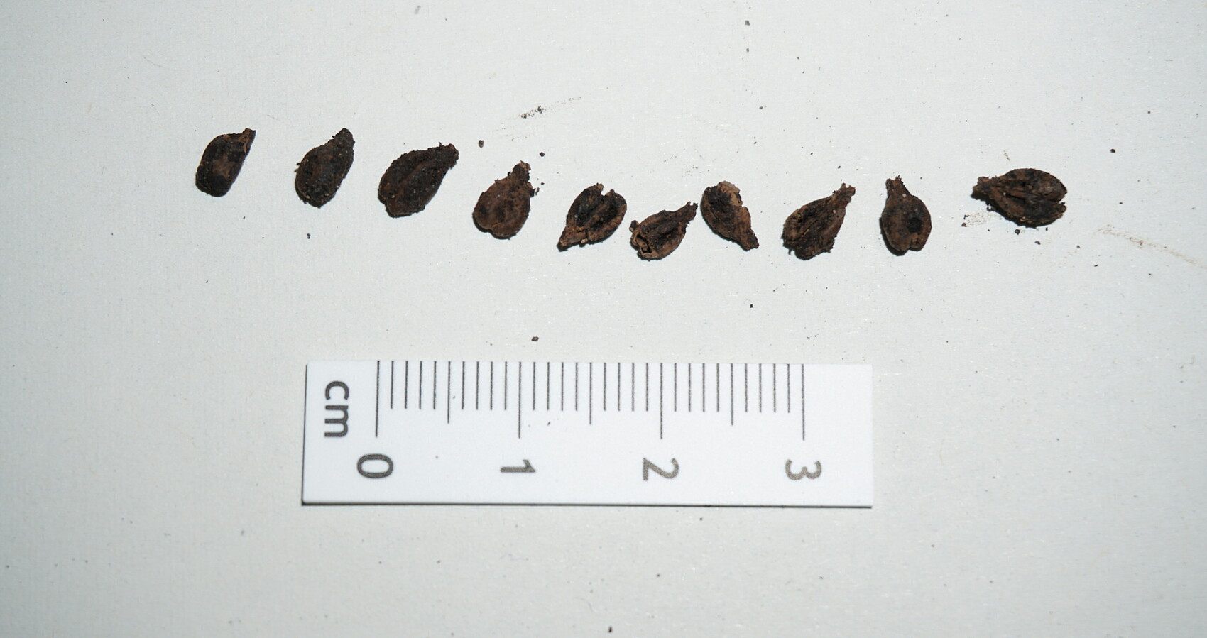 Einige der erhaltenen Traubenkerne aus dem Tresterrest