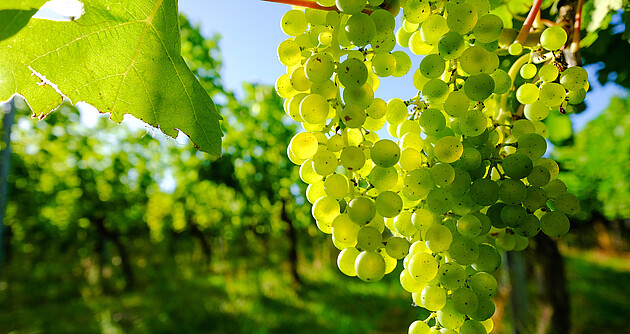 Grüne Weintrauben im Weinberg