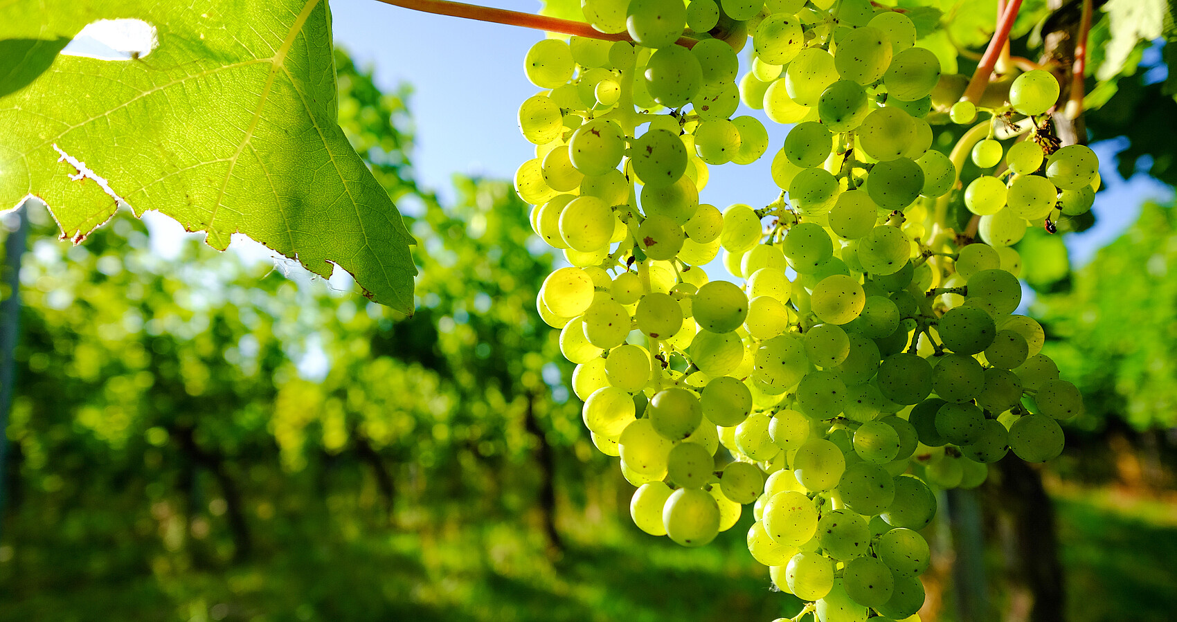 Grüne Weintrauben im Weinberg