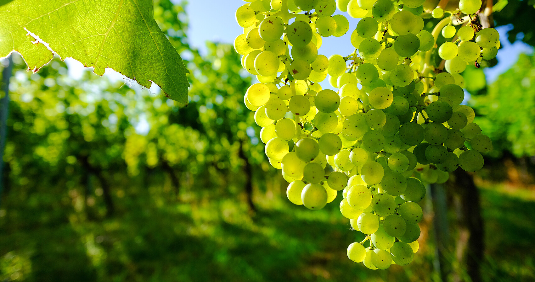 Grüne Weintrauben im Weinberg