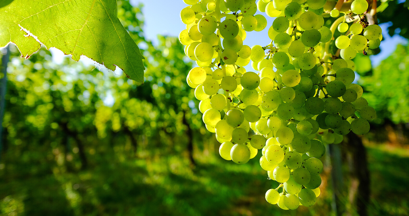 Grüne Weintrauben im Weinberg