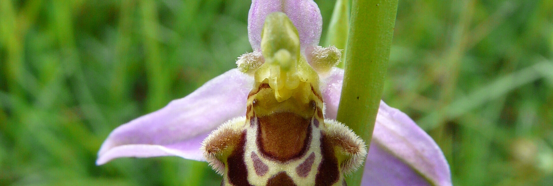 Blühender Bienen-Ragwurz Ophrys apifera 