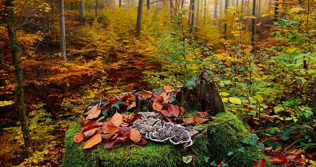 Der Wald im Herbst. Foto: Erich Tomschi