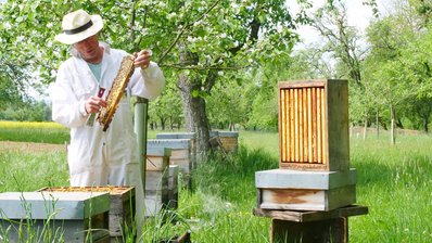 Imker beim Arbeiten