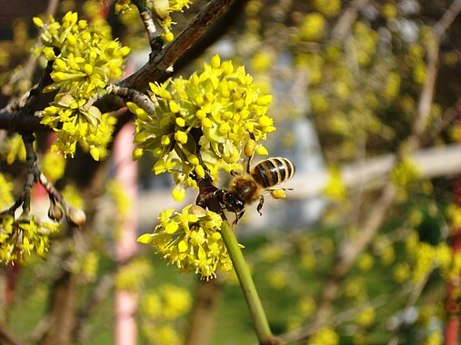 Biene sitzt auf der Blüte einer Kornelkirsche