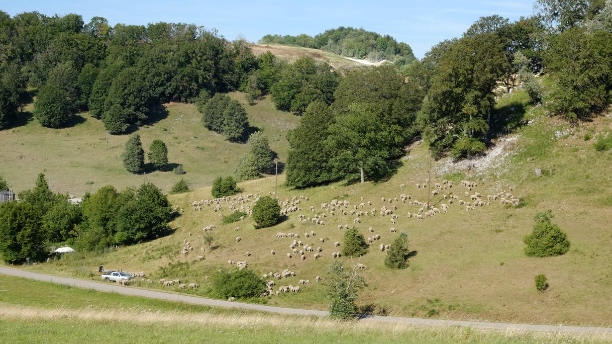 Schafe weiden auf artenreichen Magerrassen und werden vielerorts zur Landschaftspflege eingesetzt.