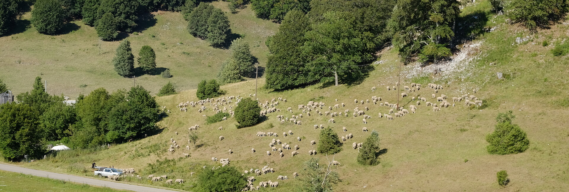 Schafe weiden auf artenreichen Magerrassen und werden vielerorts zur Landschaftspflege eingesetzt.
