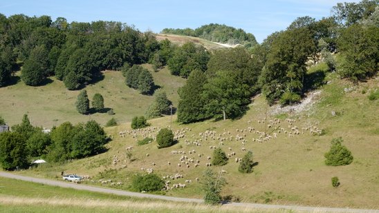 Schafe weiden auf artenreichen Magerrassen und werden vielerorts zur Landschaftspflege eingesetzt.